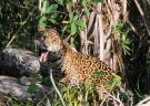 Projeto Onafari e Refgio Ecolgico Caiman