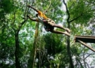 Espao de aventuras Verde Folhas