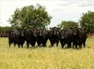 20 Leilo Angus VPJ  ter simpsio de qualidade de carne