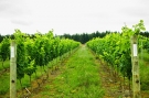 Vinhos de Diamantina na quarta edio do Up Showroom