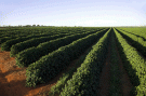 Cerrado Mineiro  reconhecida como Arranjo Produtivo Local de caf